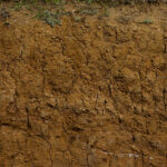 Close-up showing a deep cross-section of soil.